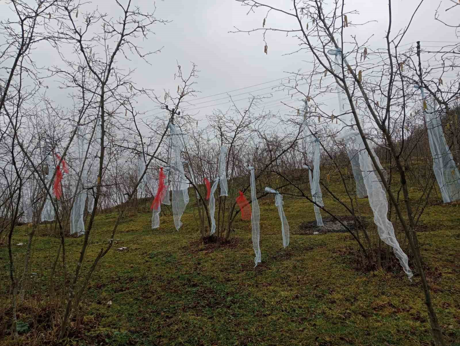 ‘Müslüman çam ağacı süsleme’ deyip, fındık bahçesini süsledi
