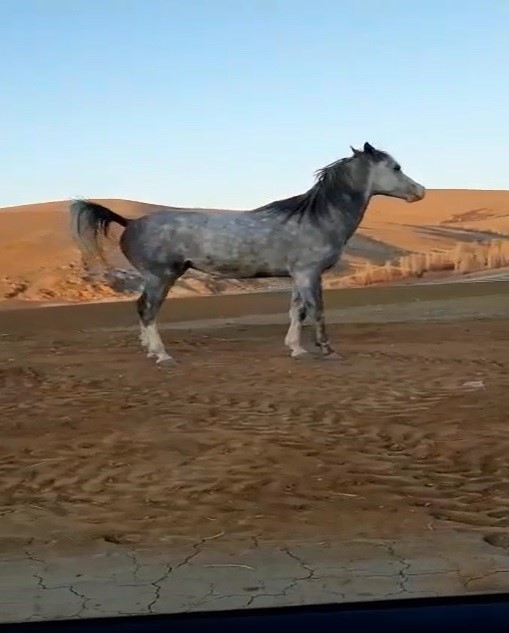 Bayburt’ta cirit sporcusunun atıyla kurduğu dostluk hayran bıraktı
