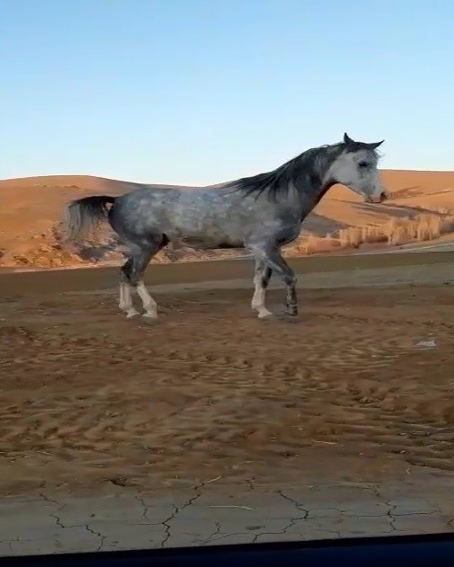 Bayburt’ta cirit sporcusunun atıyla kurduğu dostluk hayran bıraktı
