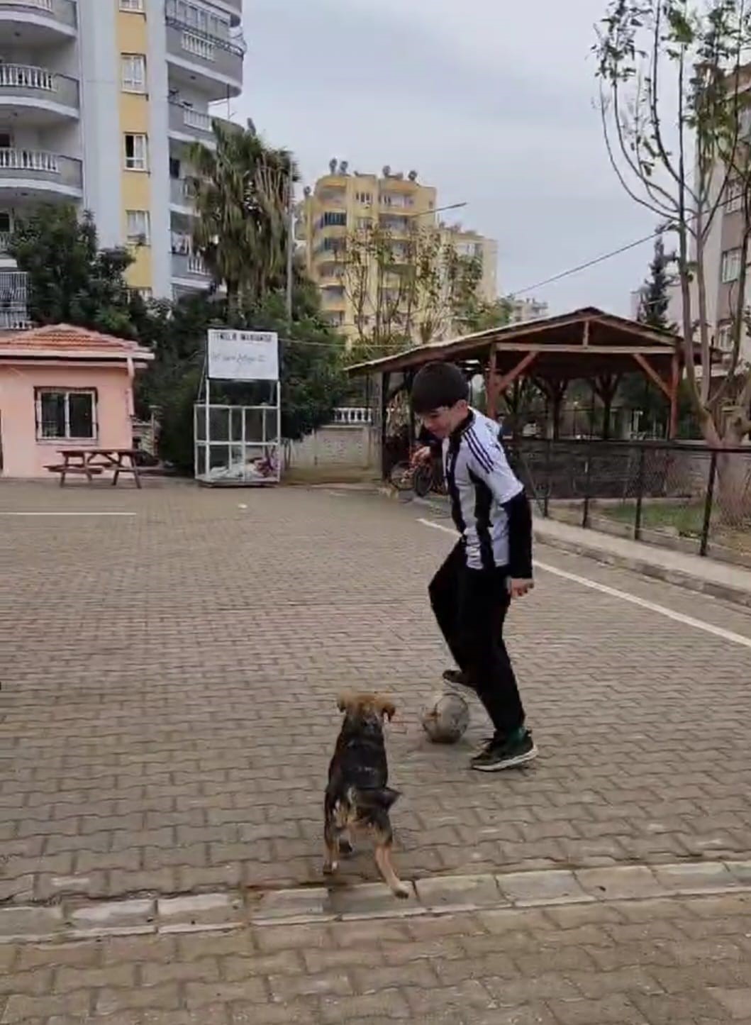 Okul bahçesine giren köpek öğrencilerle maç yaptı
