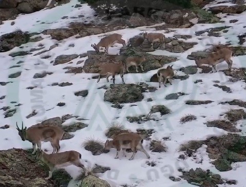 Erzincan’da dağ keçileri karlı arazide yiyecek ararken görüntülendi
