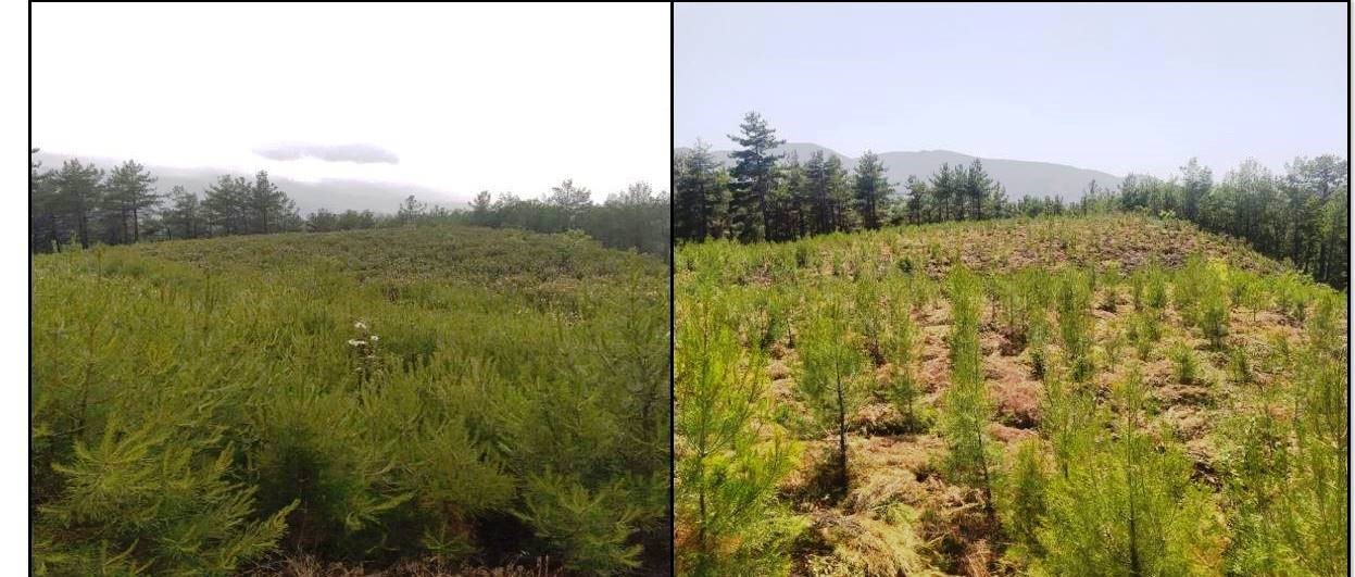 Kütahya ormanlarında bakım ve gençleştirme çalışmaları
