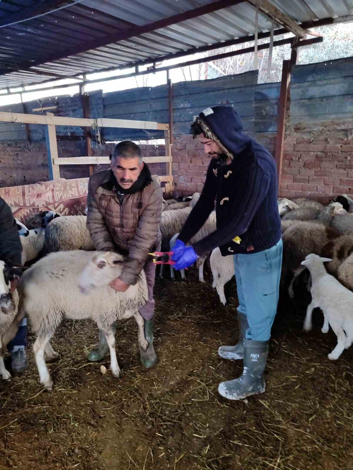 Söke’de küçükbaş hayvanların aşılanması devam ediyor
