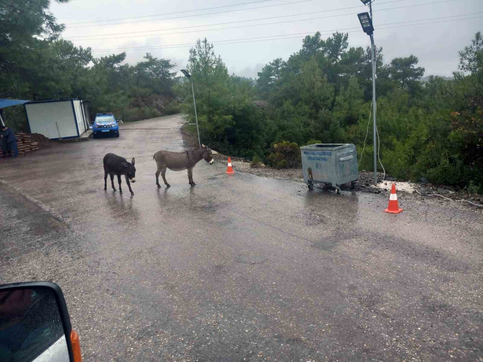 Marmaris-Datça yolunda başıboş eşekler tehlike saçıyor
