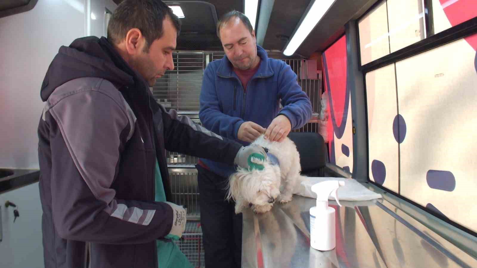 Balıkesir’de sokak hayvanları çok şanslı
