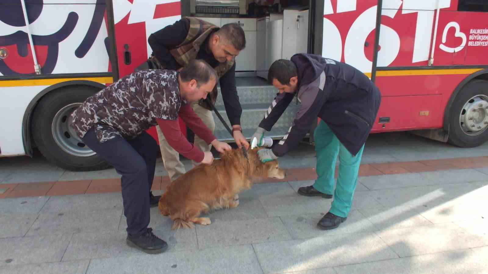 Balıkesir’de sokak hayvanları çok şanslı
