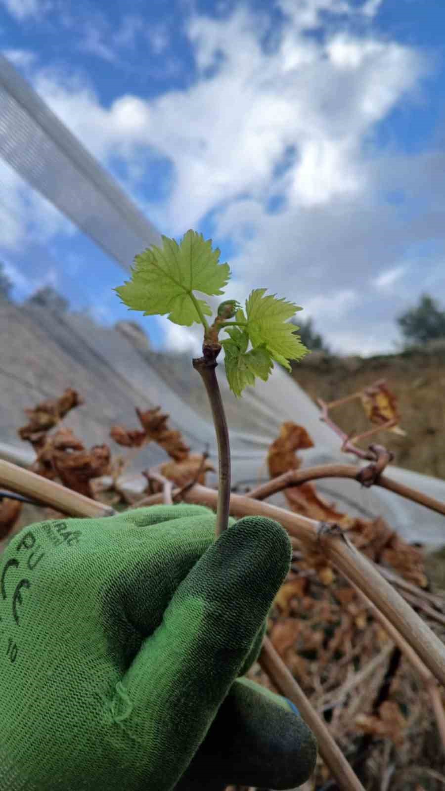 Bağlarda erken uyanma devam ediyor
