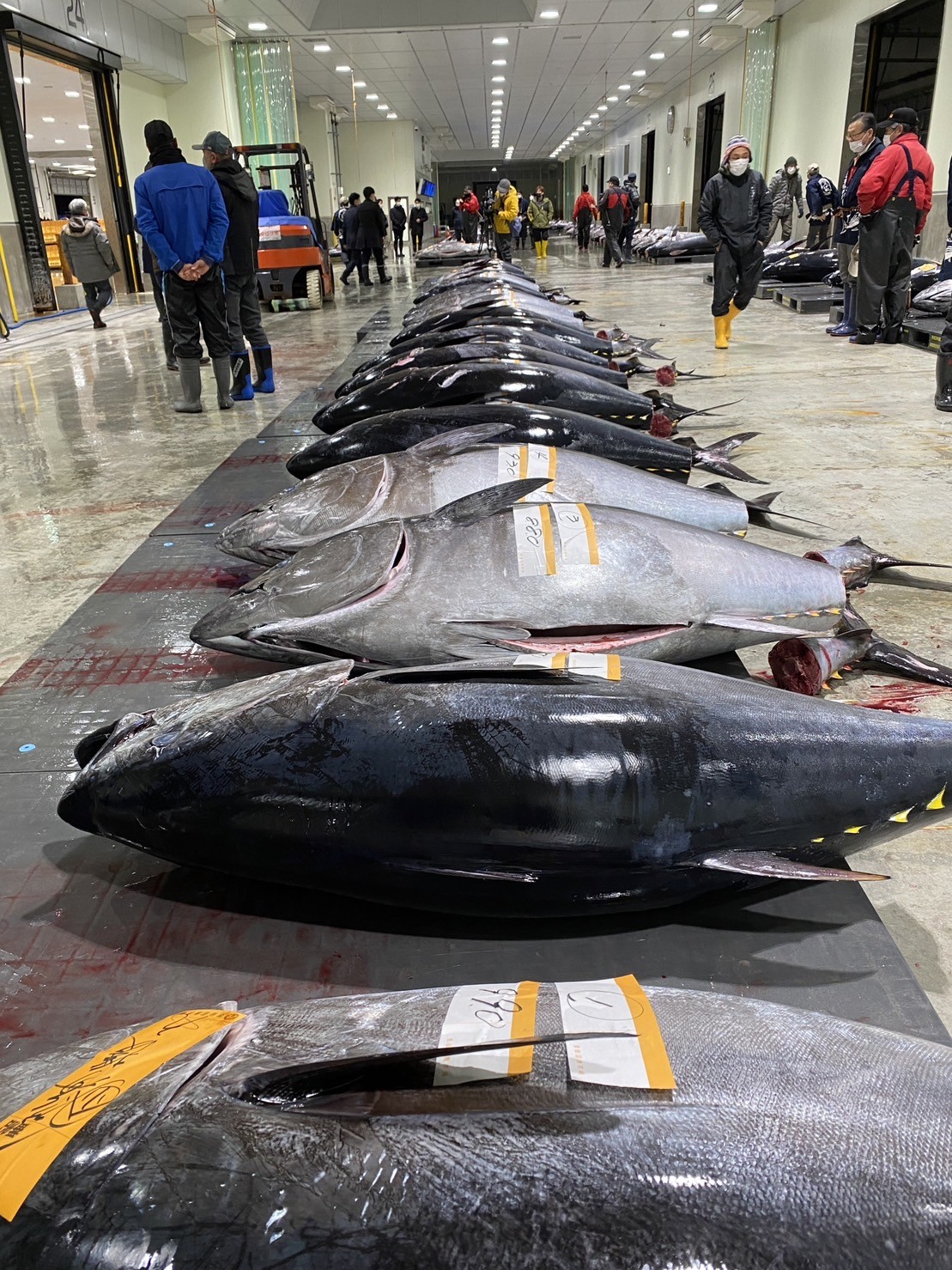 Japonya’daki yeni yıl mezatı: 276 kiloluk mavi yüzgeçli orkinos 1,3 milyon dolara satıldı
