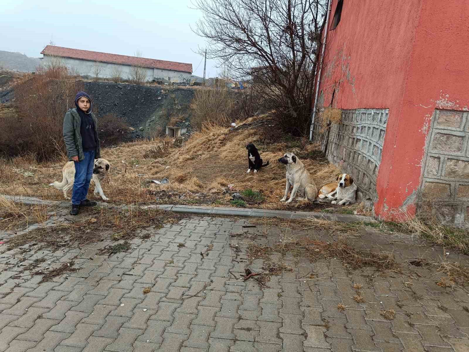 Köpekler ekmeği yedi, poşette kalanları başkasına götürdü
