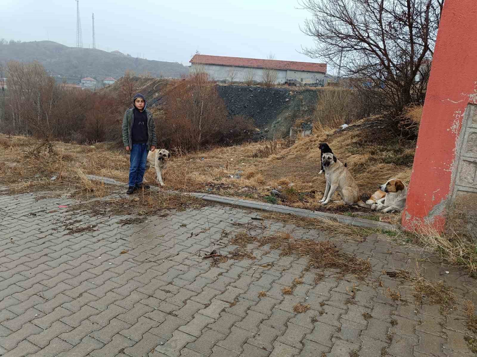 Köpekler ekmeği yedi, poşette kalanları başkasına götürdü
