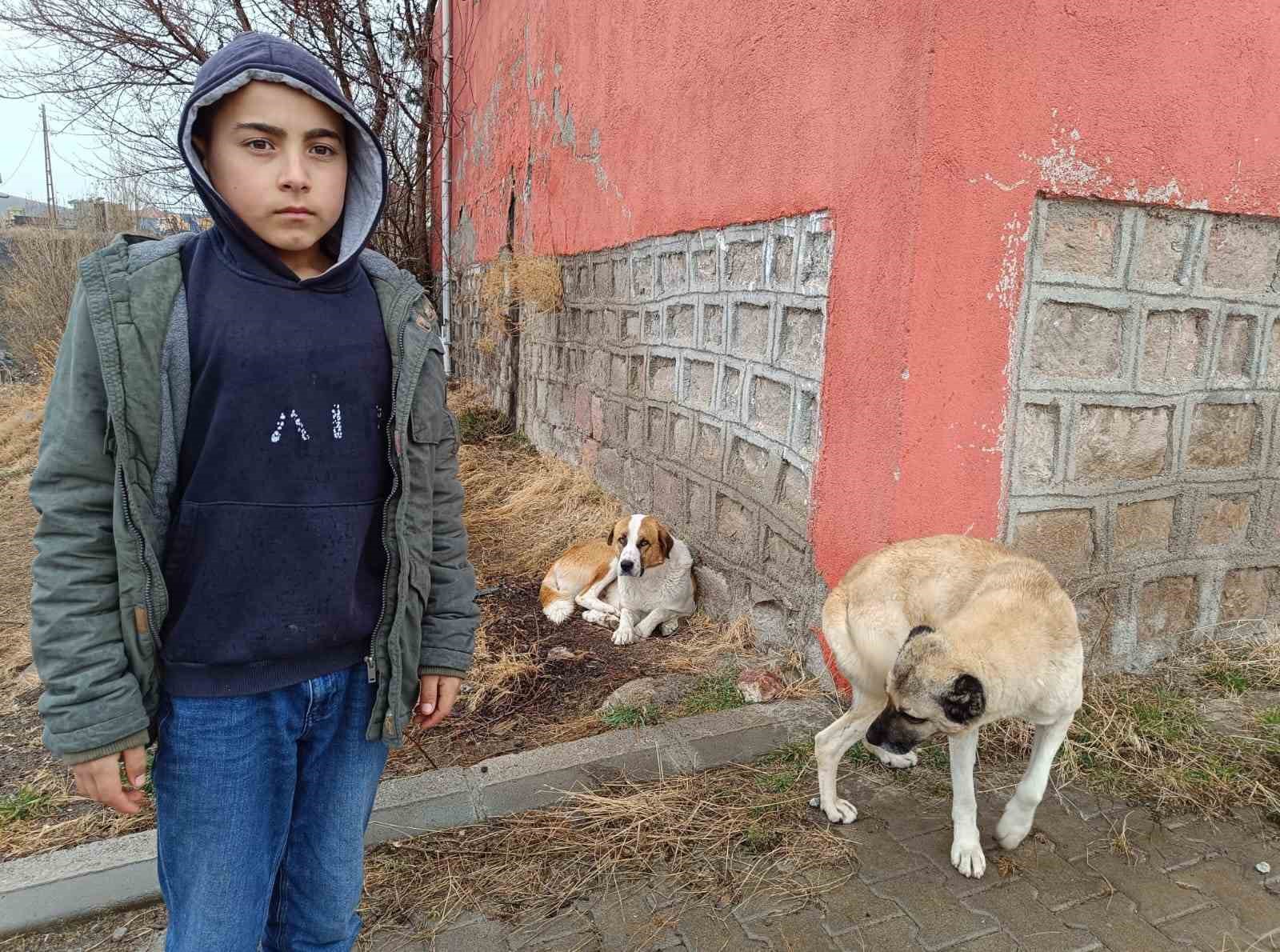 Köpekler ekmeği yedi, poşette kalanları başkasına götürdü
