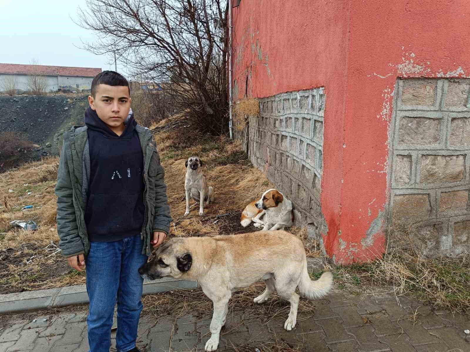 Köpekler ekmeği yedi, poşette kalanları başkasına götürdü
