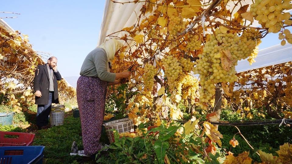 Sarıgöl’de kadın işçi yevmiyeleri 100 TL zamlandı
