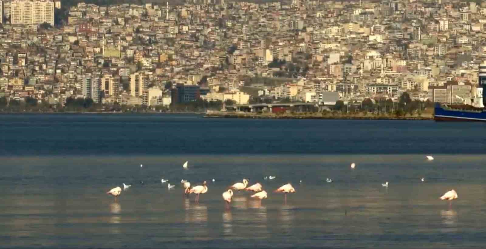 İzmir Körfezi’nde temizlik sonrası doğa canlandı, flamingolar ve pelikanlar geri döndü
