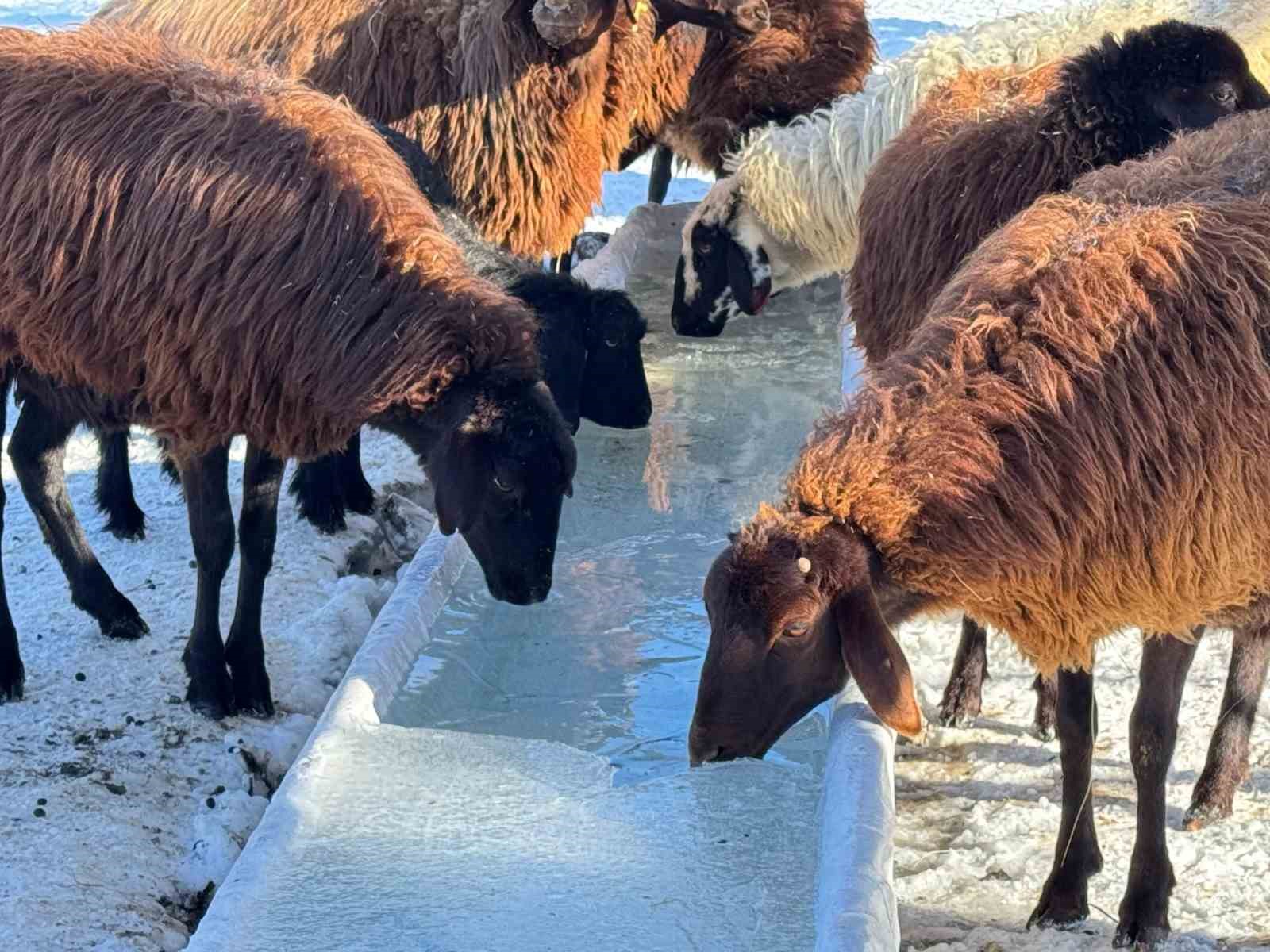 Ağrılı besiciler dondurucu soğuklara rağmen hayvancılığı sürdürüyor
