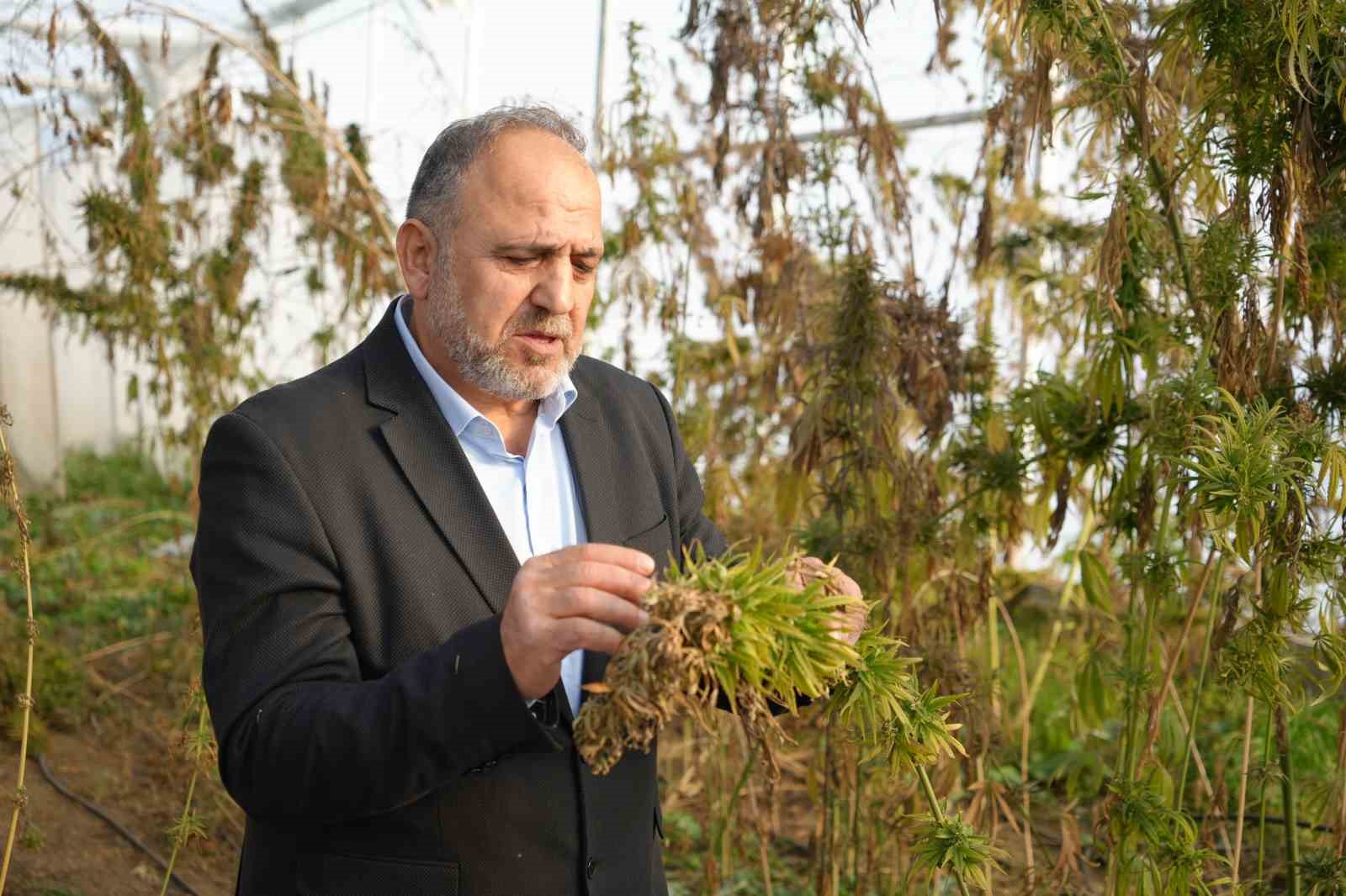 Kenevir kabinlerinde melezleme yöntemiyle yeni kenevir çeşitleri elde etmeye çalışıyorlar
