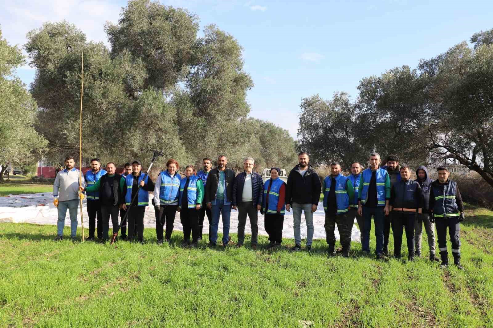 Nazilli Belediyesi’nden zeytin hasadı
