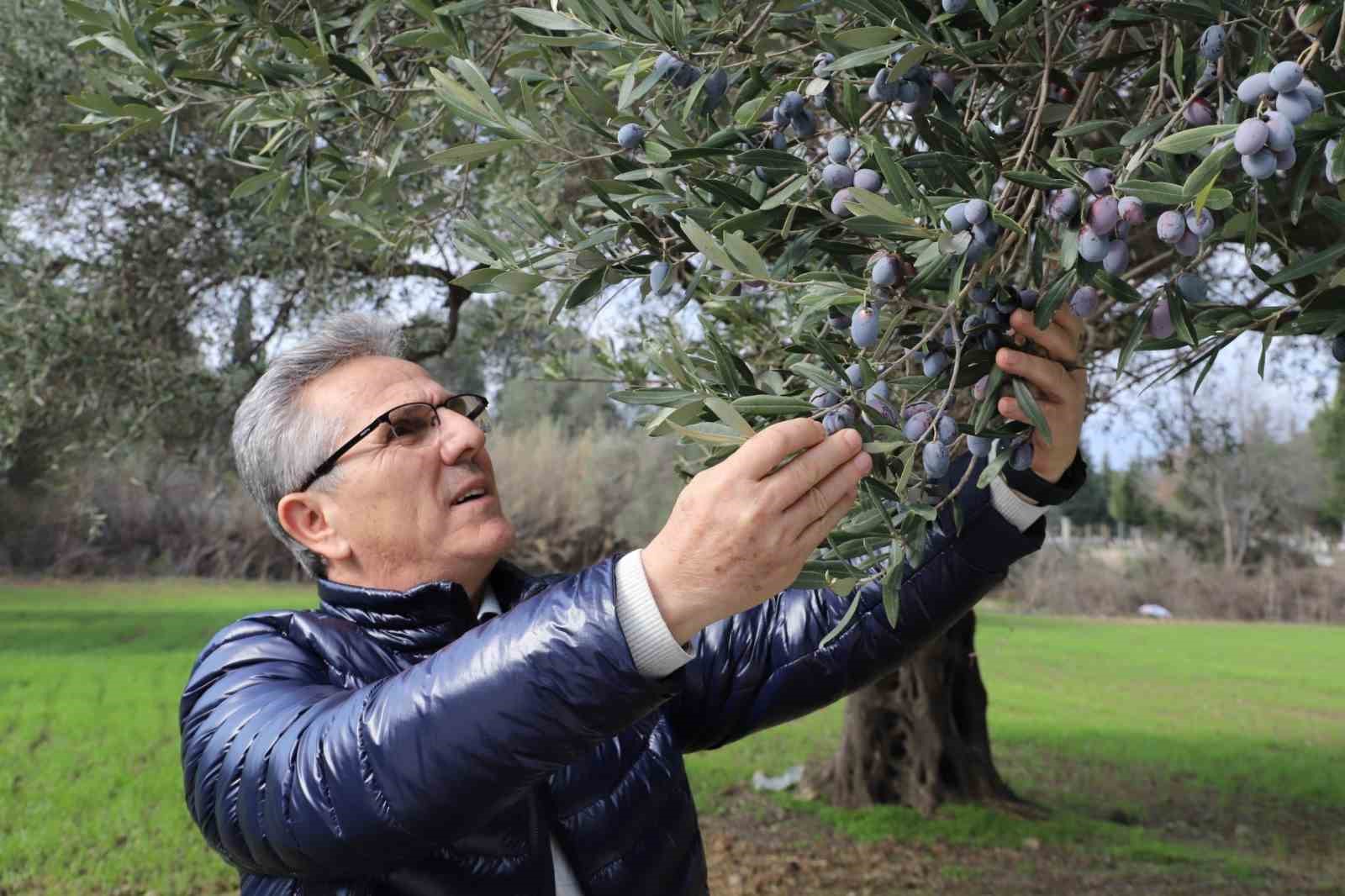 Nazilli Belediyesi’nden zeytin hasadı
