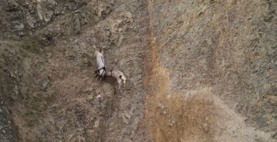 Yaban keçilerinin sarp kayalıklardaki kavgası dronla görüntülendi
