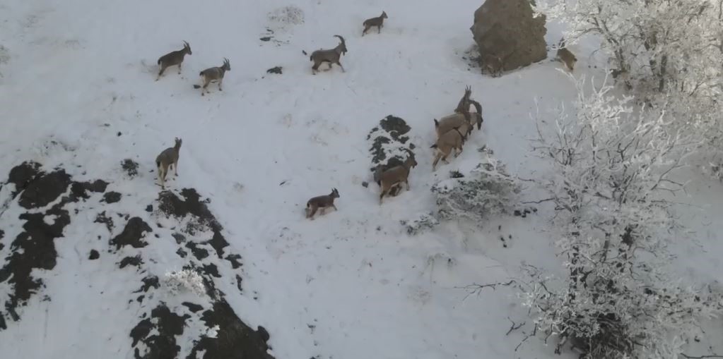 Yaban keçilerinin sarp kayalıklardaki kavgası dronla görüntülendi
