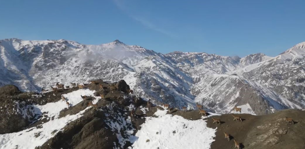 Yaban keçilerinin sarp kayalıklardaki kavgası dronla görüntülendi
