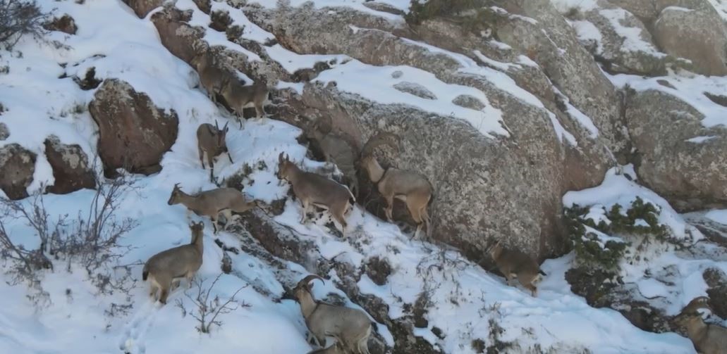 Yaban keçilerinin sarp kayalıklardaki kavgası dronla görüntülendi
