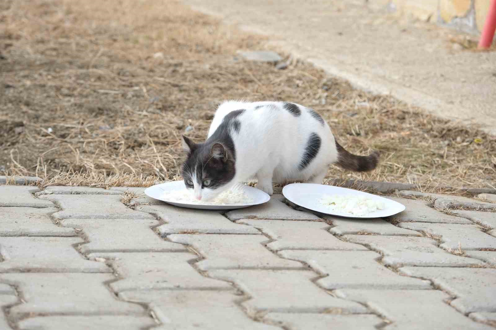 Kediyle orijinal ve sahte peynir testi
