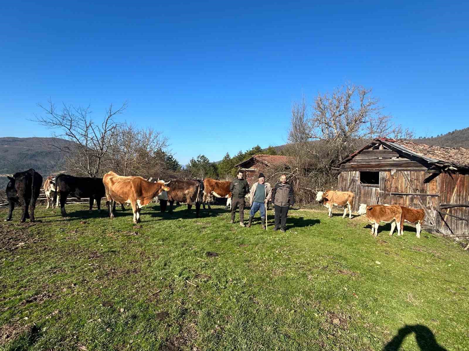 4 gündür kayıp olan büyükbaş hayvanlar dronla bulundu
