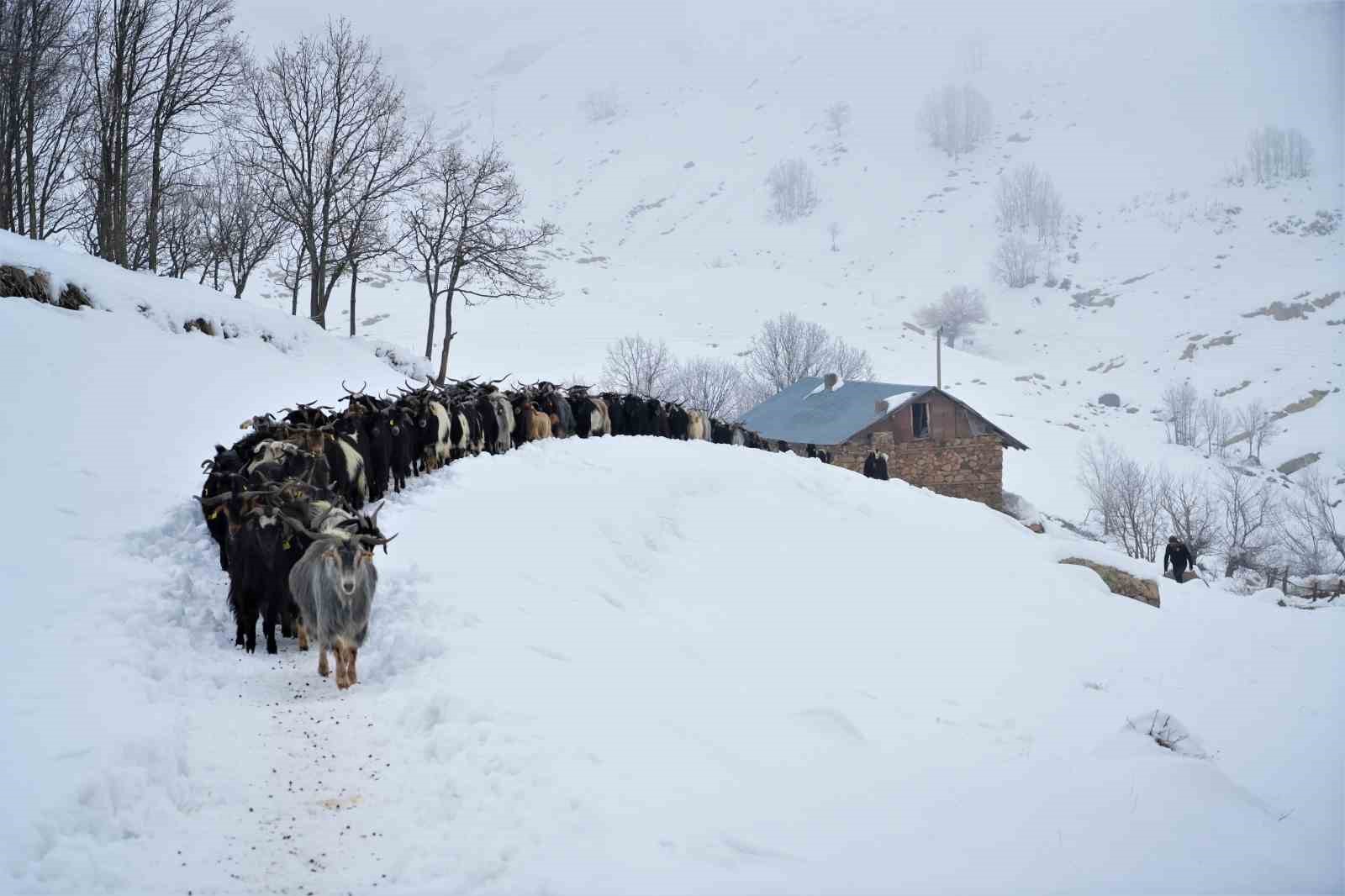 Muş’ta besiciler zorlu kış şartlarına meydan okuyor
