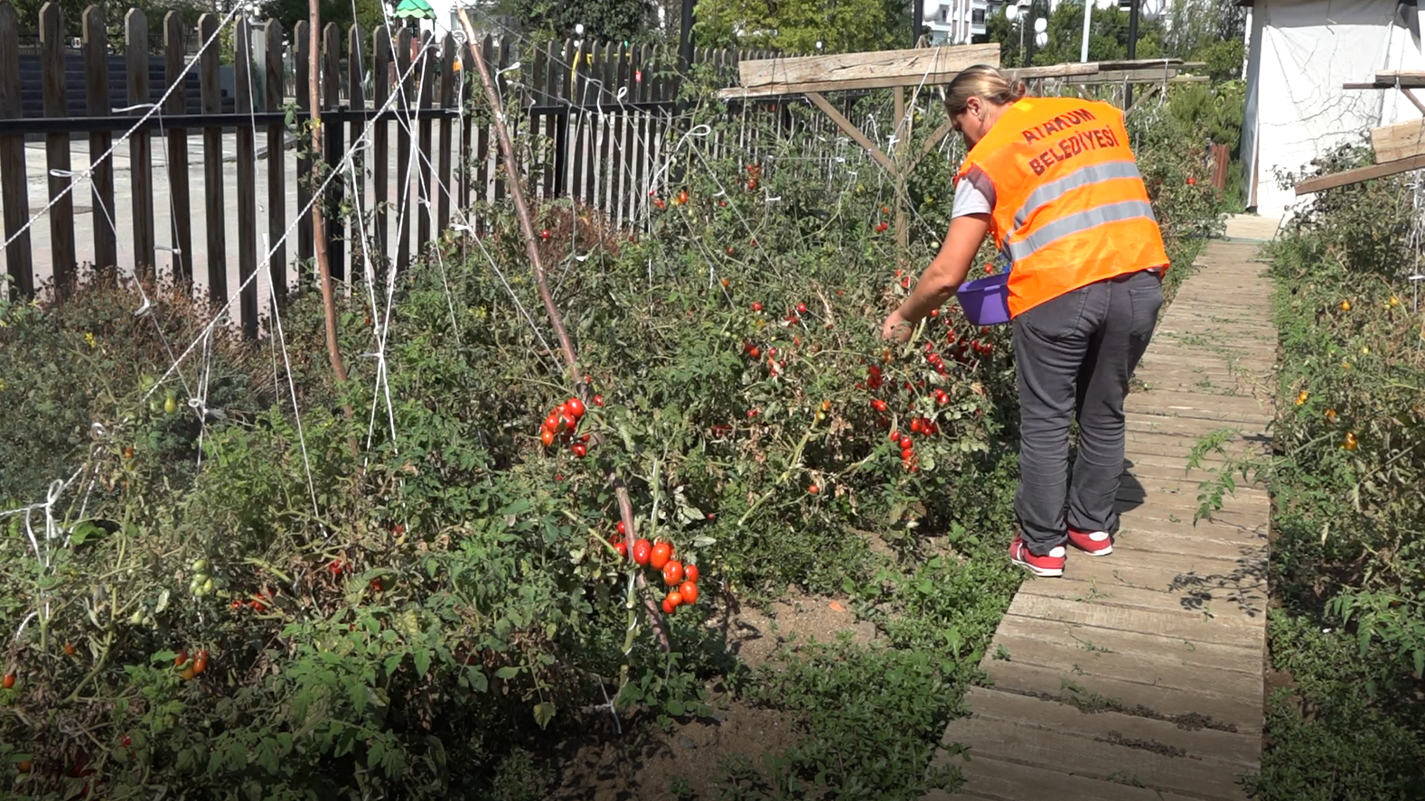 Atakum’da çiftçiye 30 bin sebze fidesi ve tohum desteği
