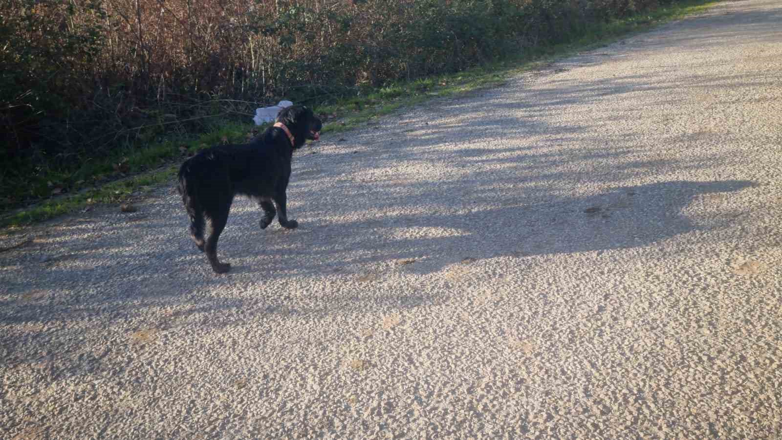 Sinop’ta ölüme terk edilen köpekler kurtarılmayı bekliyor
