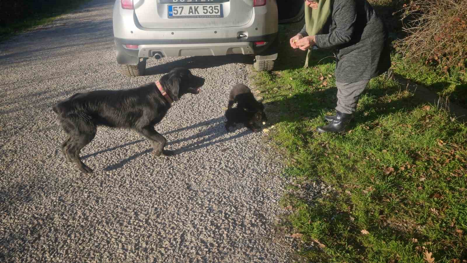 Sinop’ta ölüme terk edilen köpekler kurtarılmayı bekliyor
