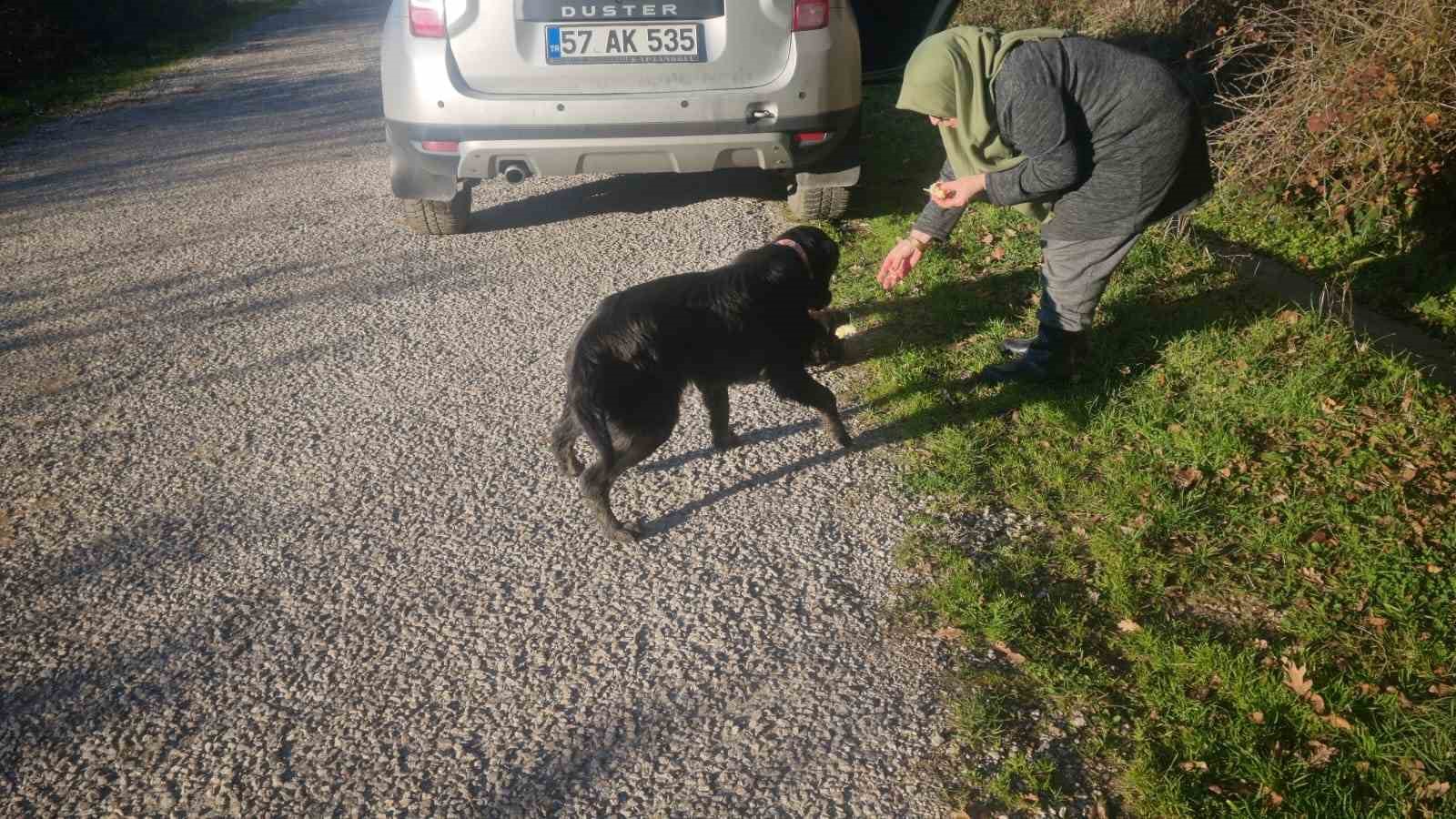 Sinop’ta ölüme terk edilen köpekler kurtarılmayı bekliyor
