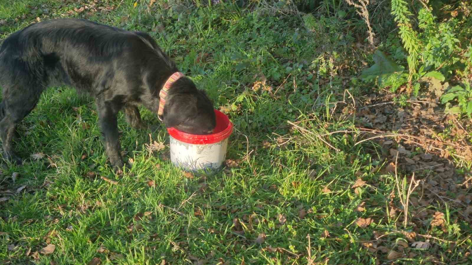 Sinop’ta ölüme terk edilen köpekler kurtarılmayı bekliyor
