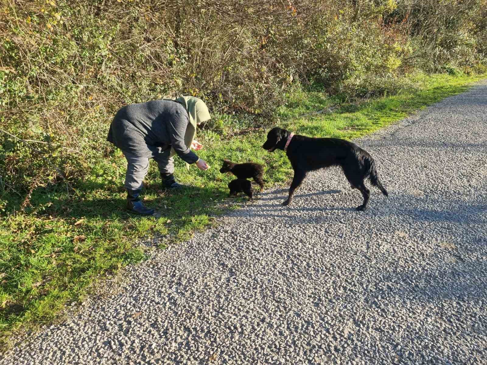 Sinop’ta ölüme terk edilen köpekler kurtarılmayı bekliyor
