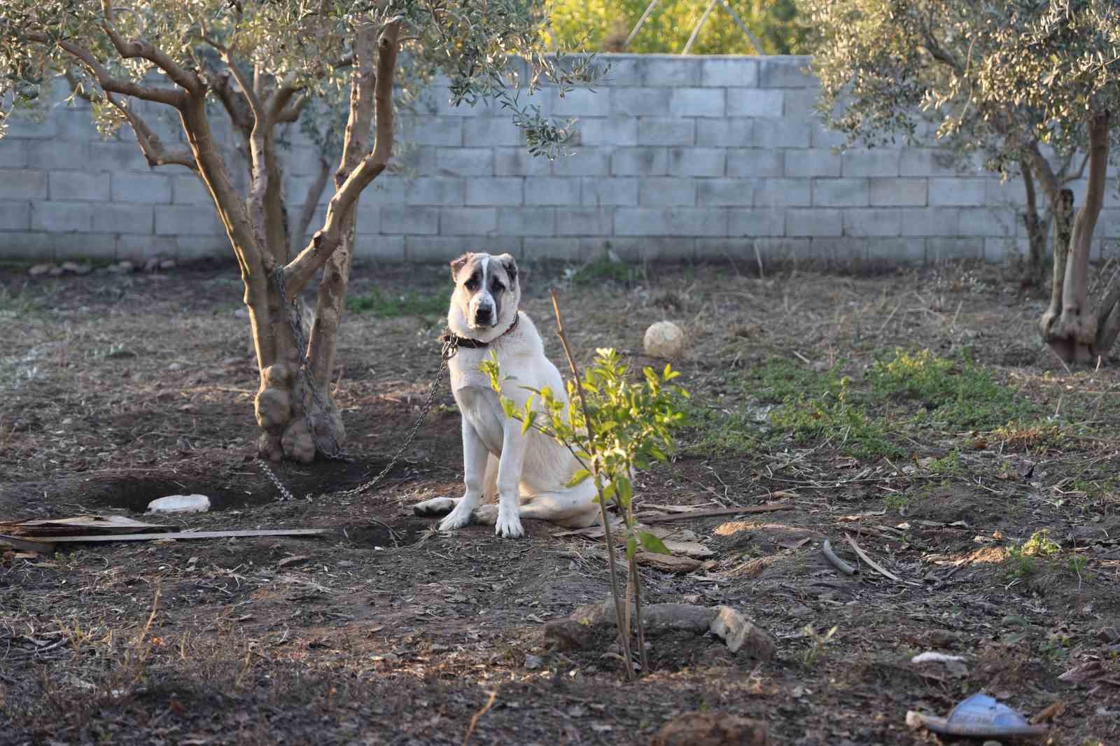 Kuduz köpeğin saldırdığı çocuk: 