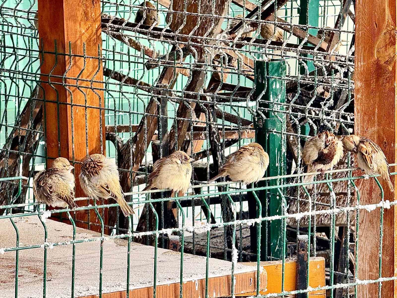 Ağrı’da dondurucu soğuklar hayatı olumsuz etkiliyor
