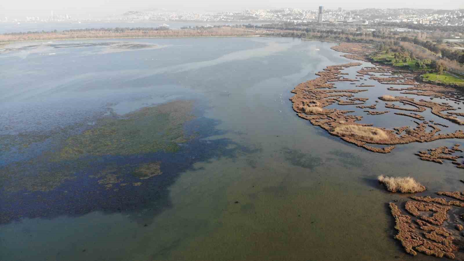 İzmir İnciraltı sahilini deniz marulu sardı
