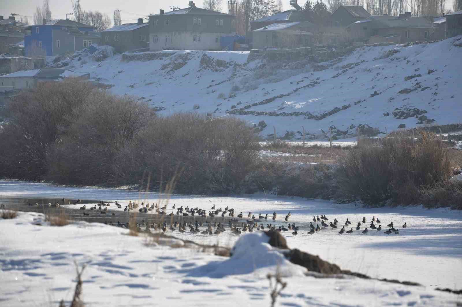 Kars’ta Yaban ördekleri bir arada görüntülendi
