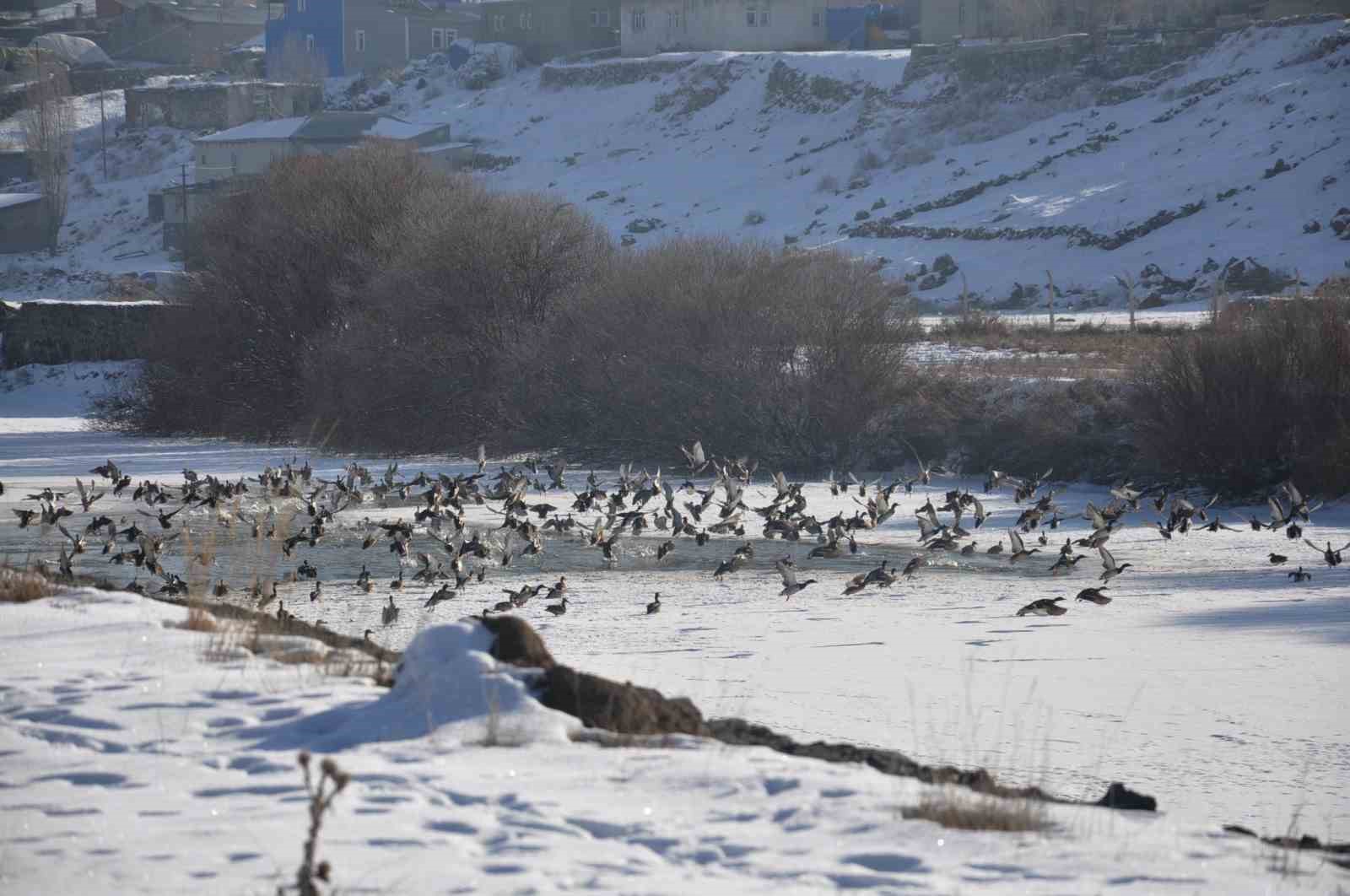 Kars’ta Yaban ördekleri bir arada görüntülendi
