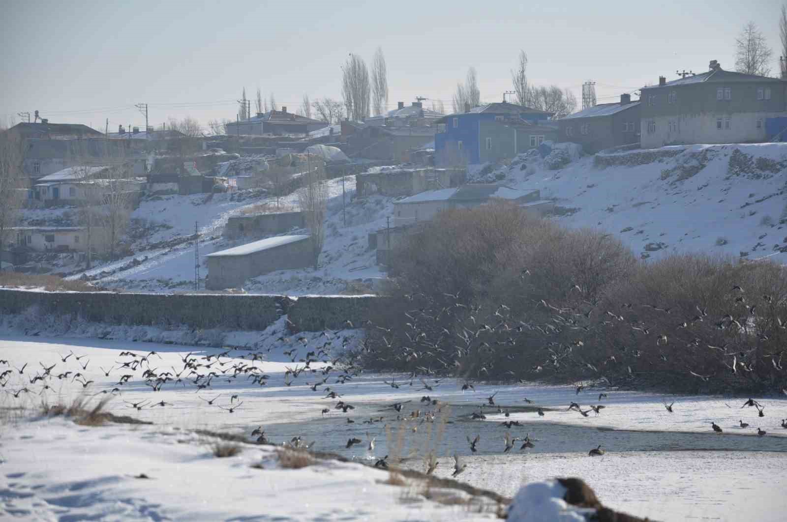 Kars’ta Yaban ördekleri bir arada görüntülendi
