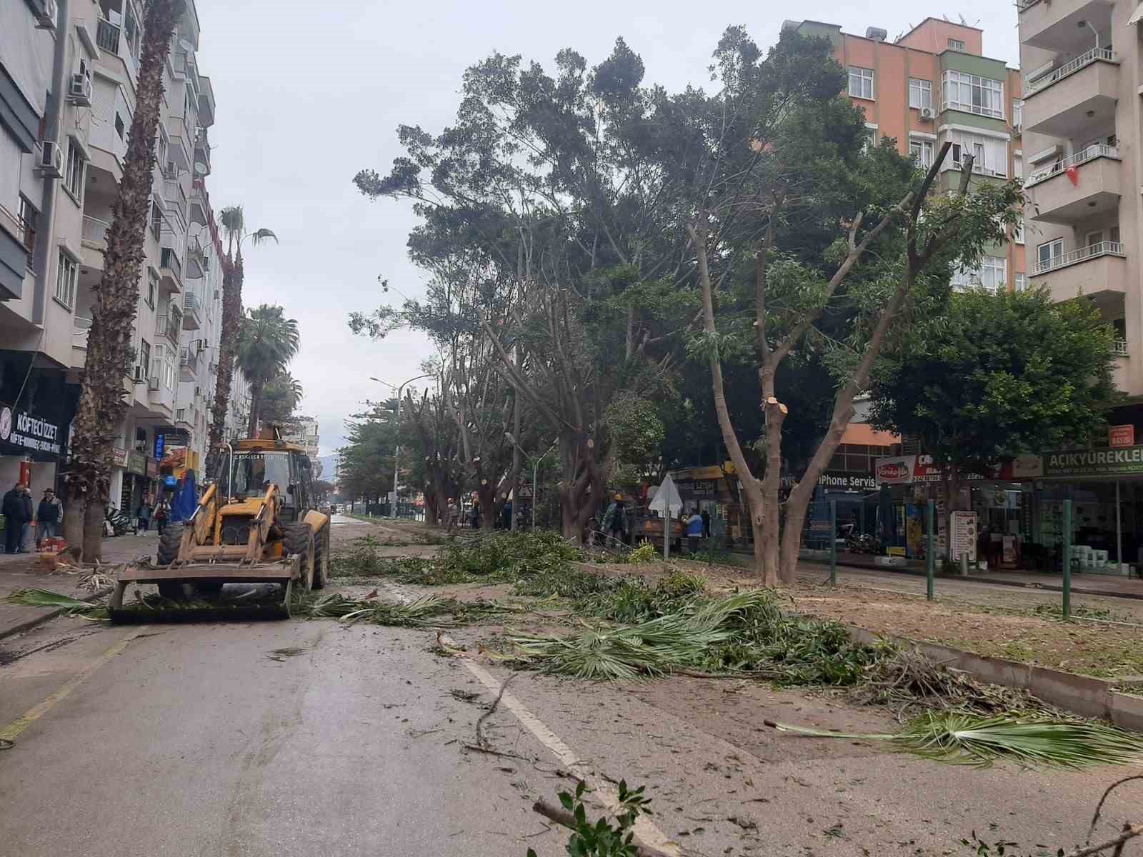 Esnaf gün ışığı istedi, 30 yıllık Benjamin ağaçları budandı
