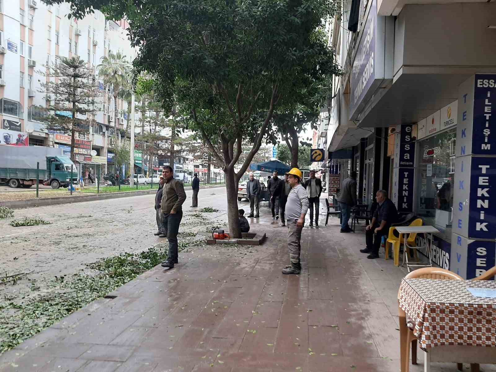 Esnaf gün ışığı istedi, 30 yıllık Benjamin ağaçları budandı
