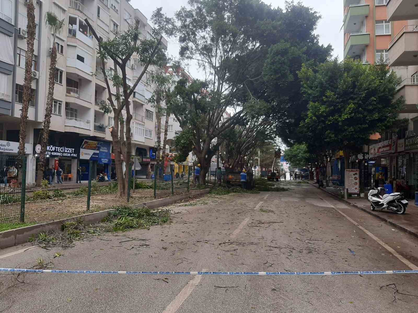 Esnaf gün ışığı istedi, 30 yıllık Benjamin ağaçları budandı
