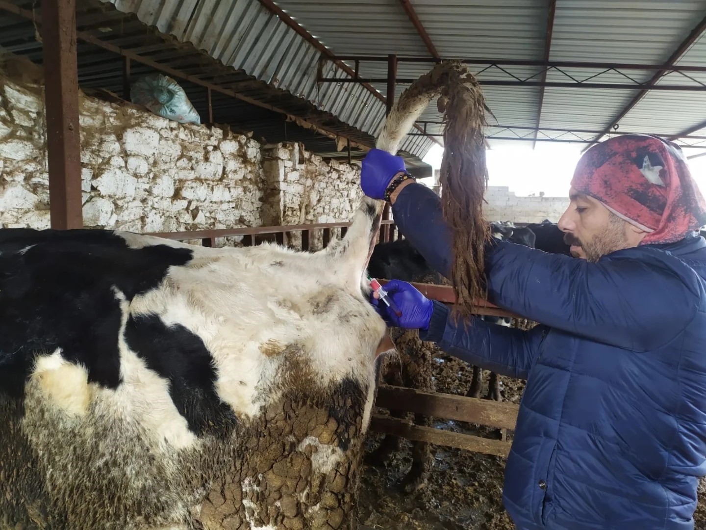 Koçarlı’da hayvan sağlığı çalışmaları sürüyor
