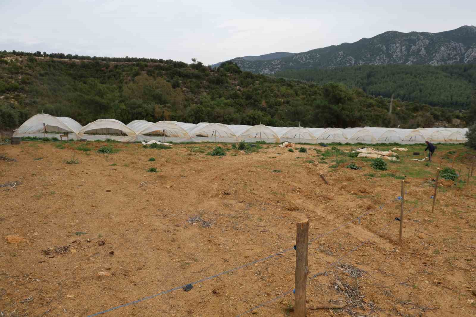 Çilekleri korumak için ses bombalı tedbir aldı
