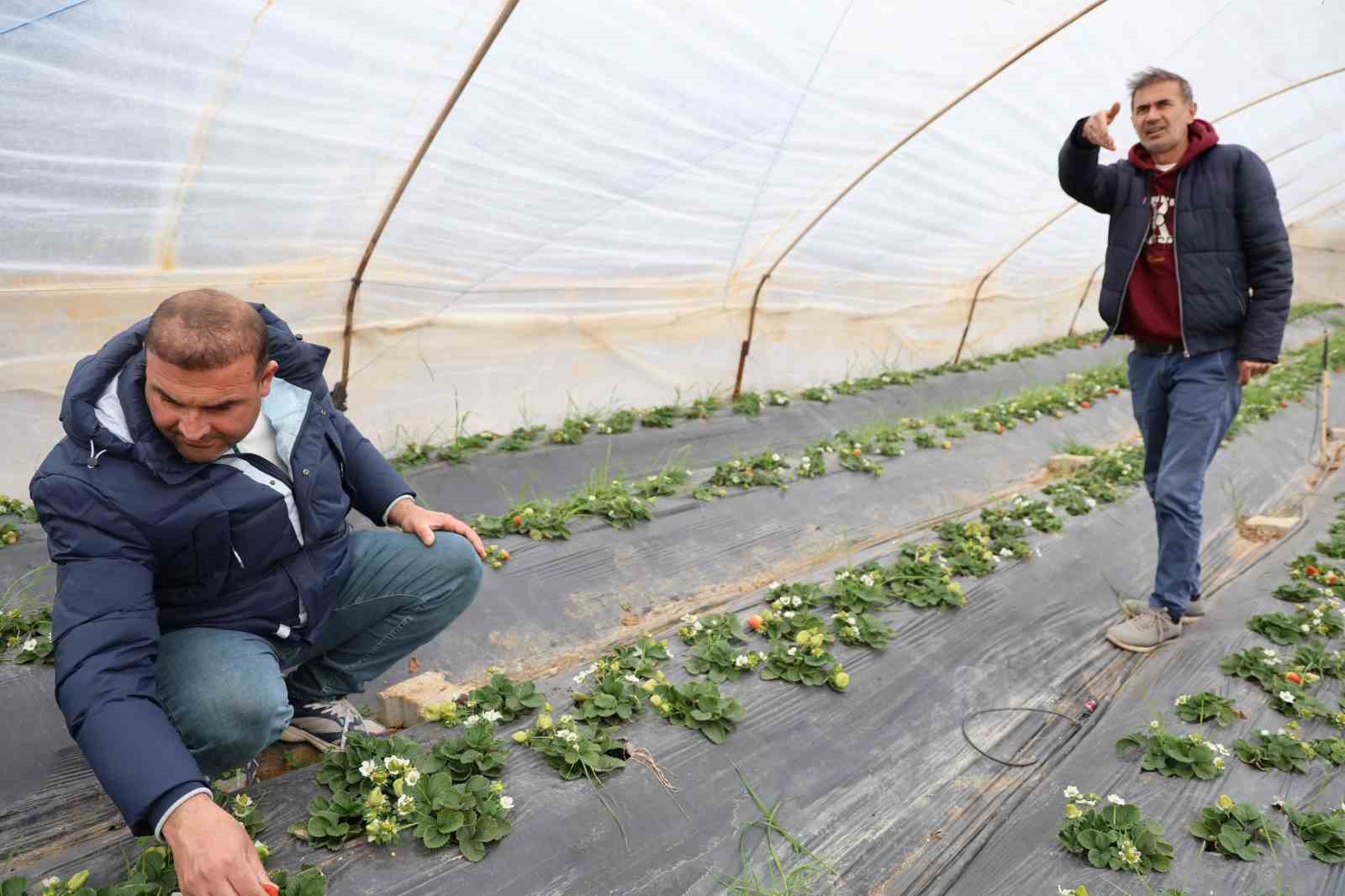 Çilekleri korumak için ses bombalı tedbir aldı
