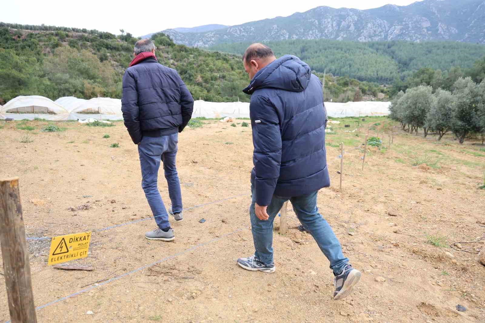 Çilekleri korumak için ses bombalı tedbir aldı
