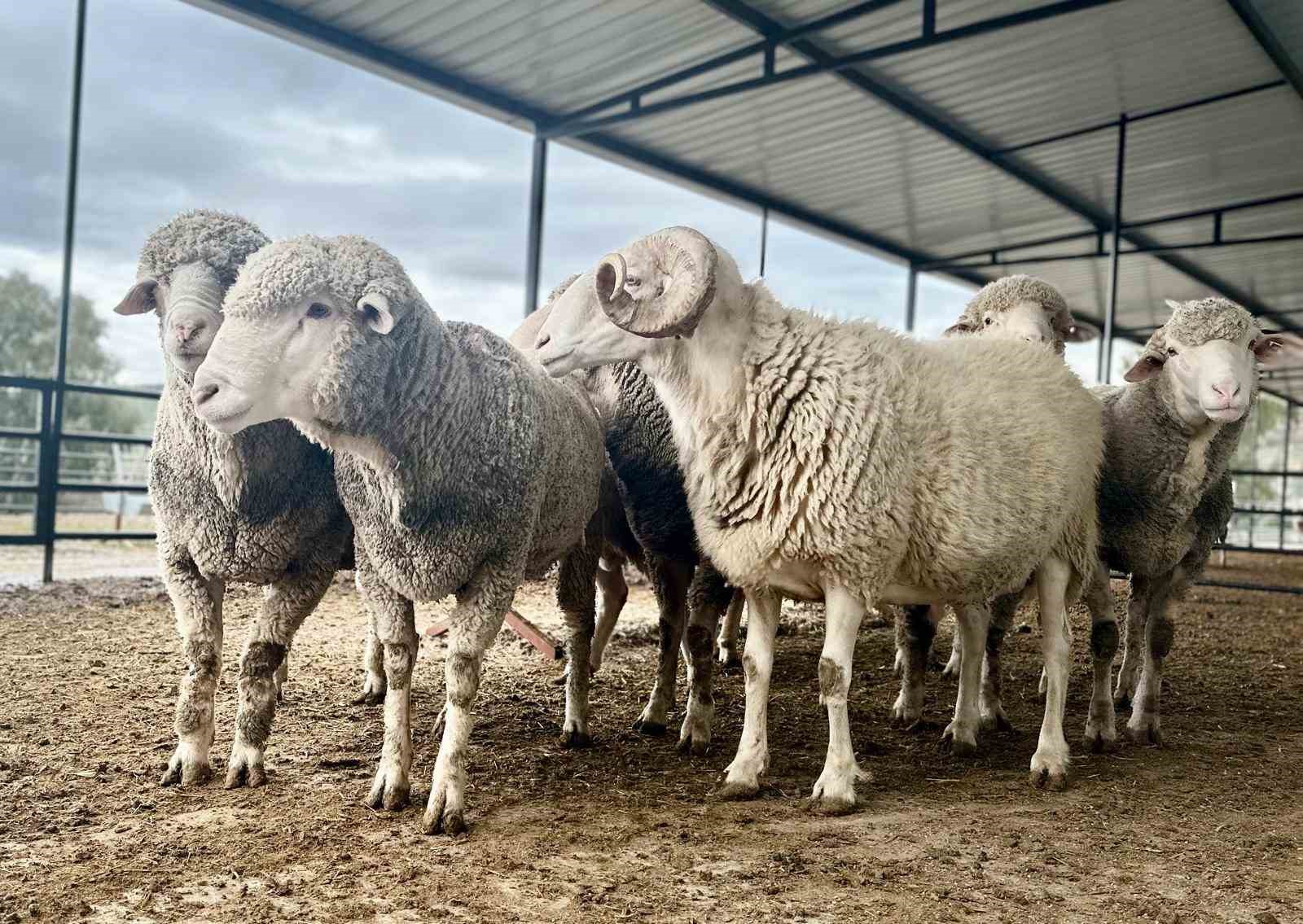 Aliağalı koyun yetiştiricilerine yüzde 75 hibeli koç dağıtımı başlıyor
