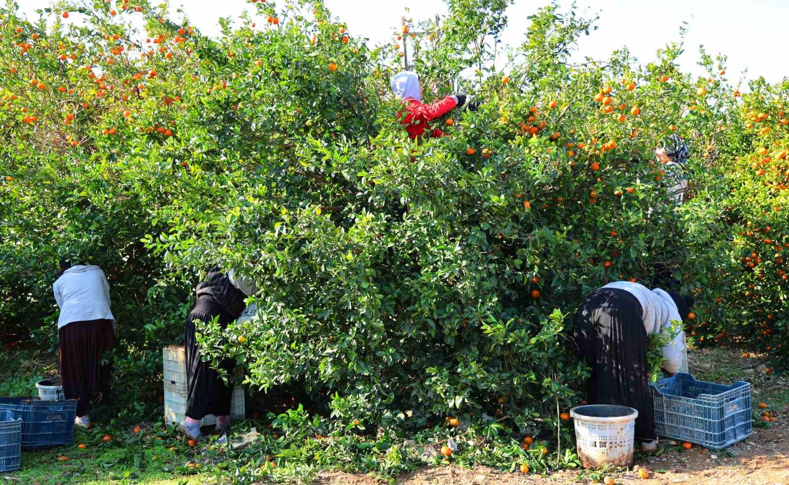 Adana’da mandalina hasadı sürüyor: ’Dalında fiyat 17-18 lira’
